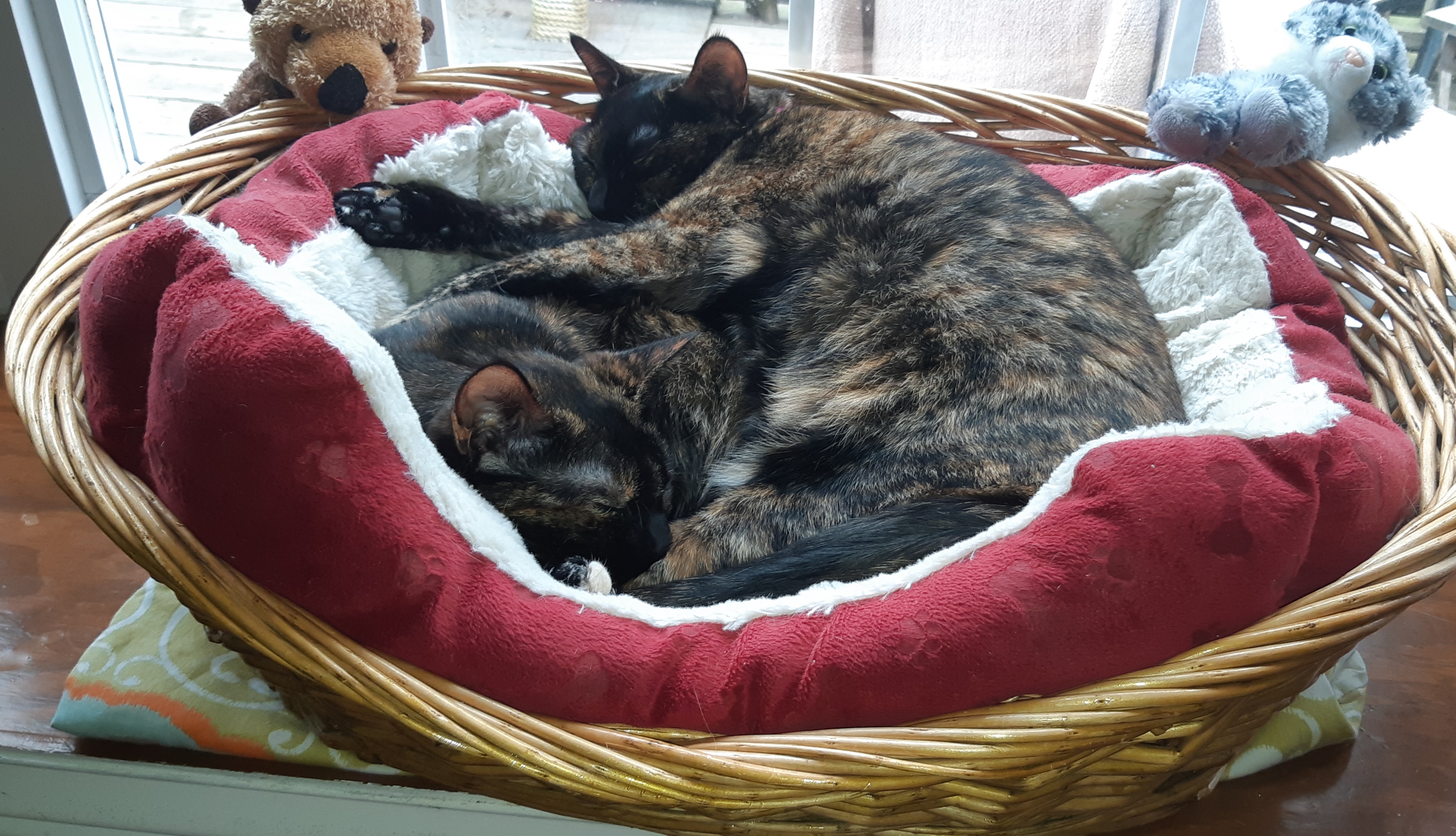 Millie and Sibill two female cats lying in a cat bed together