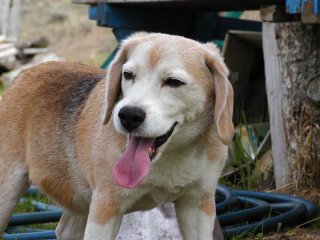 a dog panting