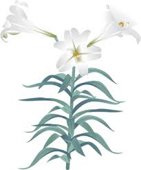 easter lily photo
