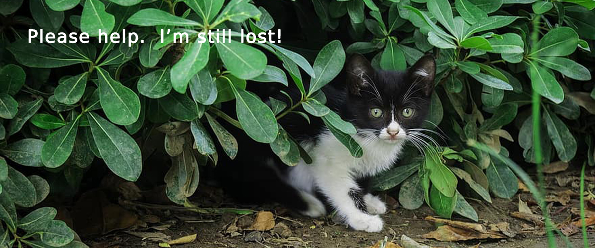 black and white cat hiding under bushes