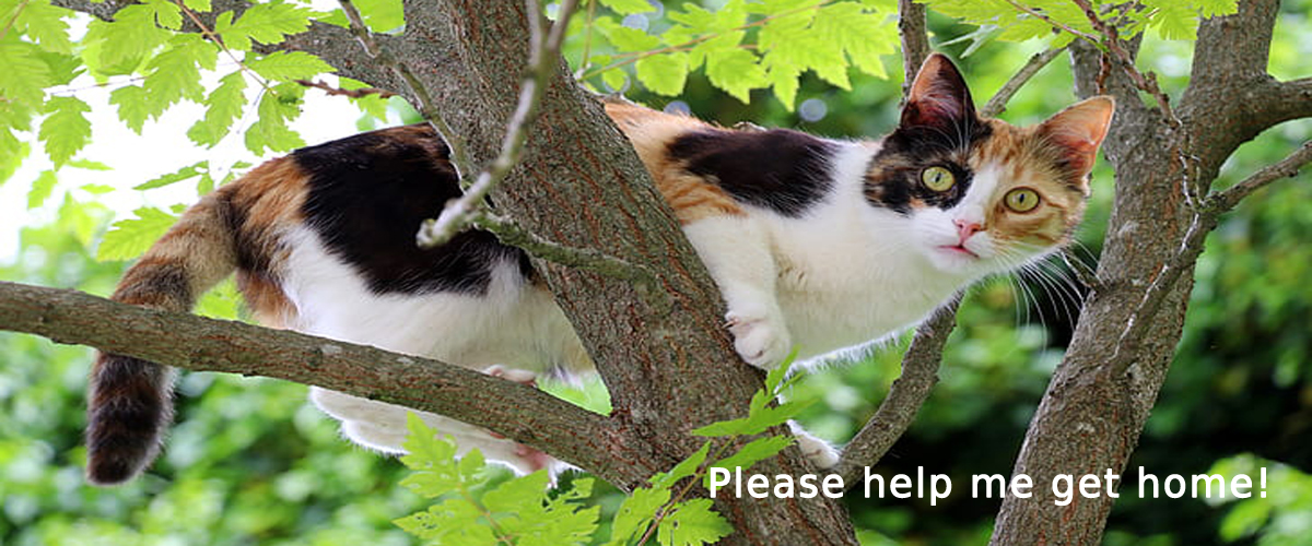 black and white cat stuck in tree
