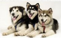 photo of three husky dogs lying side-by-side